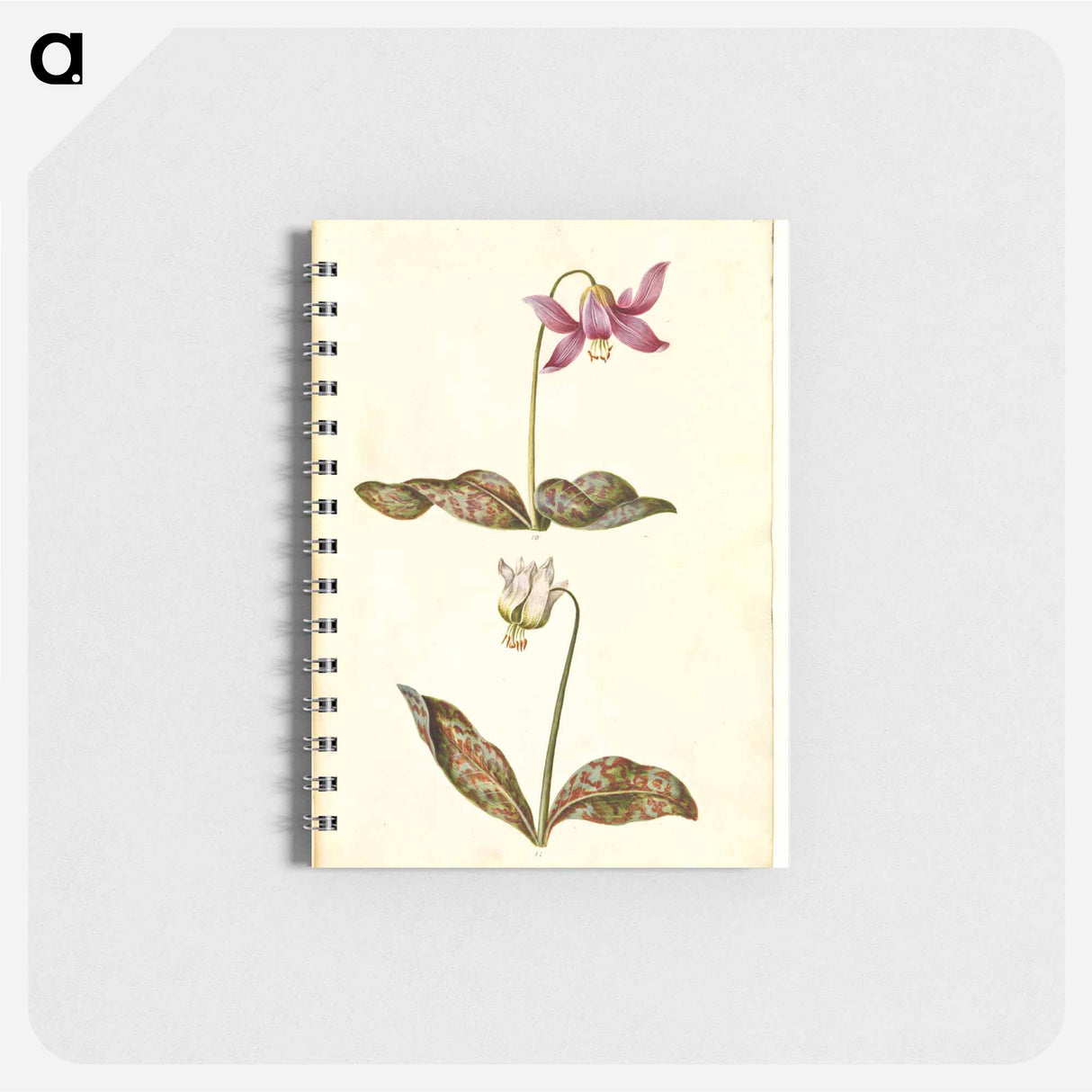 アートメモ帳-Erythronium dens-canis
 - マリア ジビーラ メーリアン Memo.