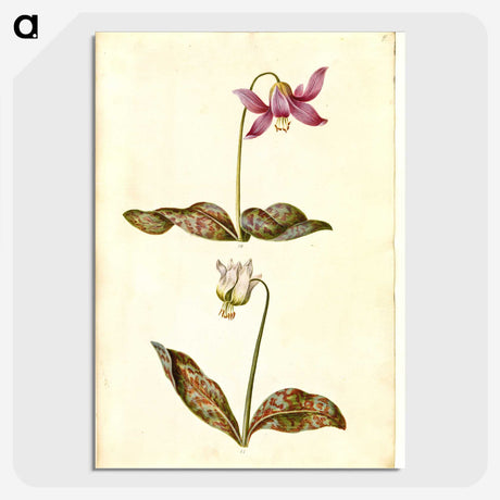 1-55_Maria-Sibylla-Merian_picture-crop