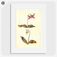 1-55_Maria-Sibylla-Merian_picture
