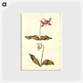 1-55_Maria-Sibylla-Merian_postcard