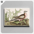 アートパネル-Pigeon of Passage
 - マーク ケイツビー Canvas.