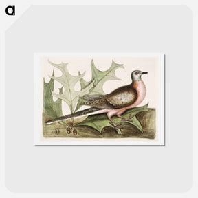 アートポストカード-Pigeon of Passage
 - マーク ケイツビー Postcard.