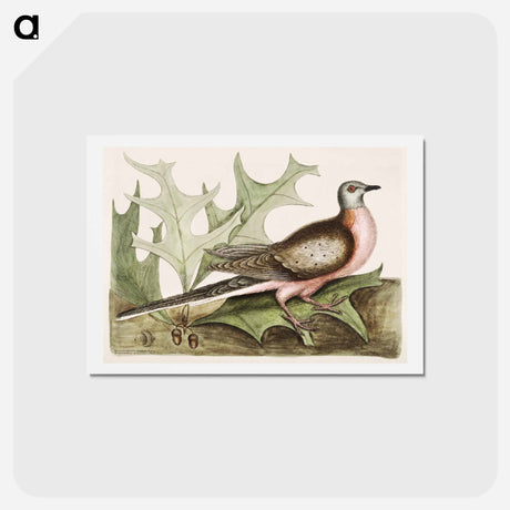 アートポストカード-Pigeon of Passage
 - マーク ケイツビー Postcard.