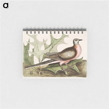 アートメモ帳-Pigeon of Passage
 - マーク ケイツビー Memo.