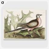 1-55_Mark-Catesby_picture-crop