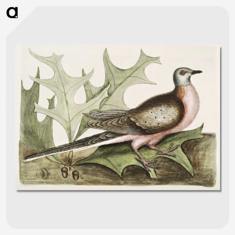 1-55_Mark-Catesby_picture-crop