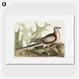 1-55_Mark-Catesby_picture