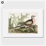 1-55_Mark-Catesby_picture