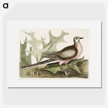 1-55_Mark-Catesby_picture