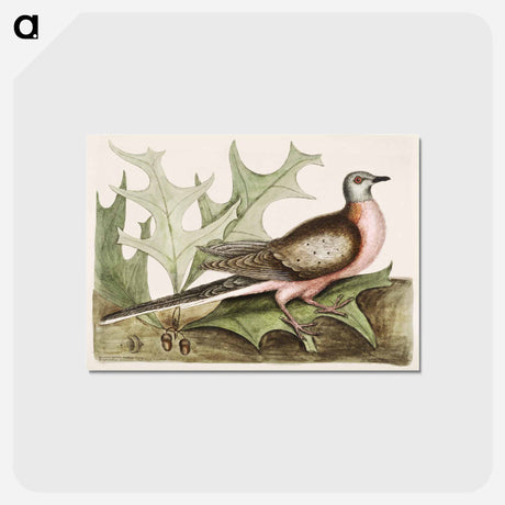 アートポストカード-Pigeon of Passage
 - マーク ケイツビー Postcard.