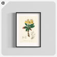 アートポスター-Gum Benjamin Tree Illustration
 - 薬用植物学 Poster.
