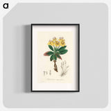 アートポスター-Gum Benjamin Tree Illustration
 - 薬用植物学 Poster.