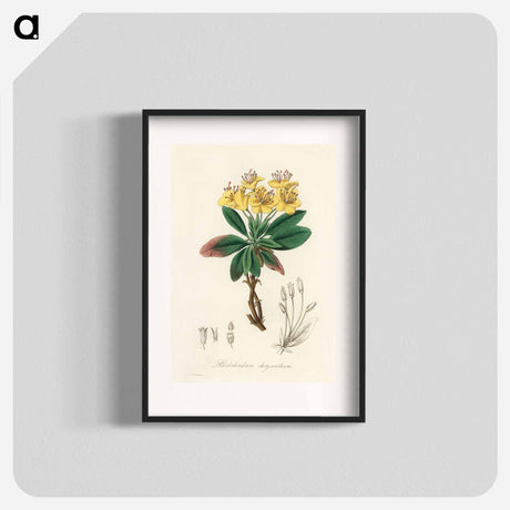 アートポスター-Gum Benjamin Tree Illustration
 - 薬用植物学 Poster.