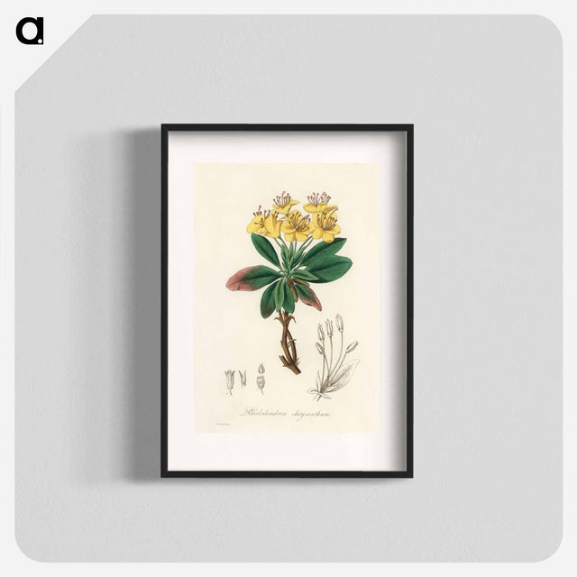 アートポスター-Gum Benjamin Tree Illustration
 - 薬用植物学 Poster.