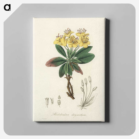 1-55_Medical-Botany_canvas