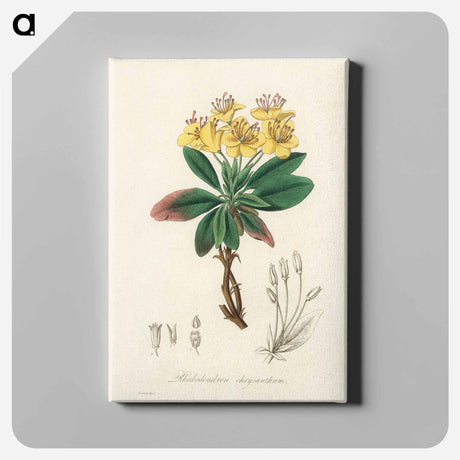 アートパネル-Gum Benjamin Tree Illustration
 - 薬用植物学 Canvas.
