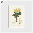 1-55_Medical-Botany_hagaki