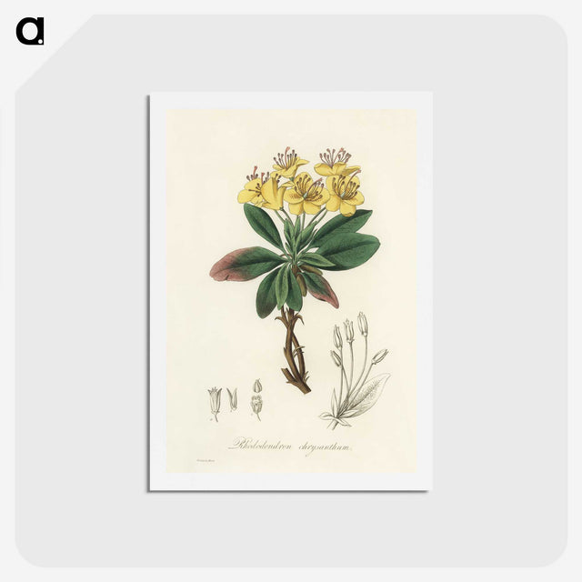 1-55_Medical-Botany_hagaki