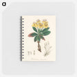 アートメモ帳-Gum Benjamin Tree Illustration
 - 薬用植物学 Memo.