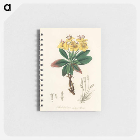 アートメモ帳-Gum Benjamin Tree Illustration
 - 薬用植物学 Memo.