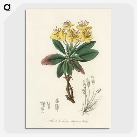 1-55_Medical-Botany_picture-crop