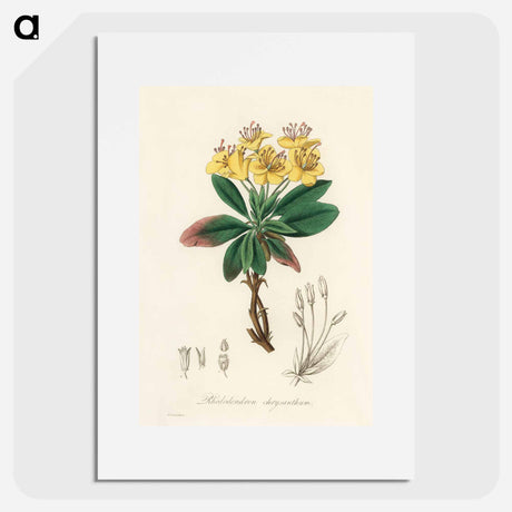 アートポスター-Gum Benjamin Tree Illustration
 - 薬用植物学 Poster.