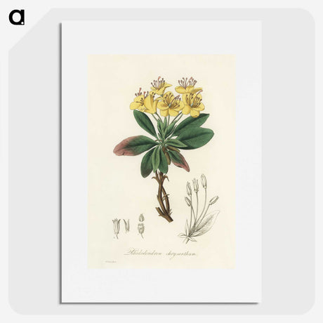 1-55_Medical-Botany_picture