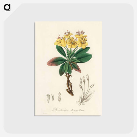 アートポストカード-Gum Benjamin Tree Illustration
 - 薬用植物学 Postcard.