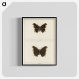 1-55_Moths-and-Butterflies-of-the-United-States_blk-crop