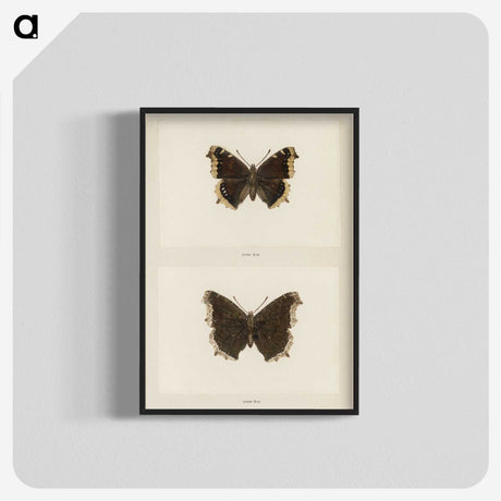 1-55_Moths-and-Butterflies-of-the-United-States_blk-crop