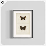 1-55_Moths-and-Butterflies-of-the-United-States_blk