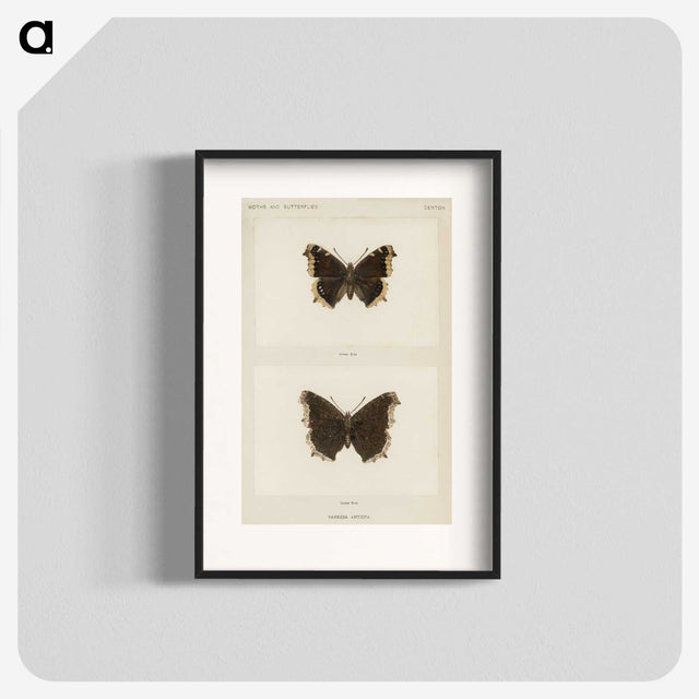 1-55_Moths-and-Butterflies-of-the-United-States_blk