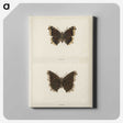 1-55_Moths-and-Butterflies-of-the-United-States_canvas