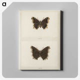 1-55_Moths-and-Butterflies-of-the-United-States_canvas