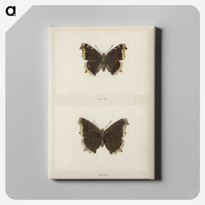1-55_Moths-and-Butterflies-of-the-United-States_canvas
