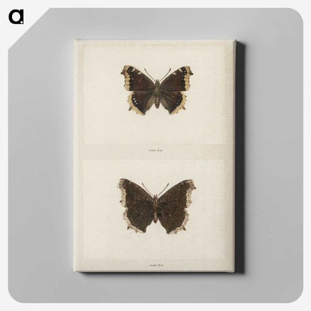 1-55_Moths-and-Butterflies-of-the-United-States_canvas