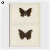 1-55_Moths-and-Butterflies-of-the-United-States_picture-crop