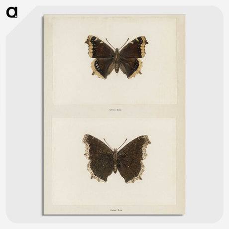 1-55_Moths-and-Butterflies-of-the-United-States_picture-crop