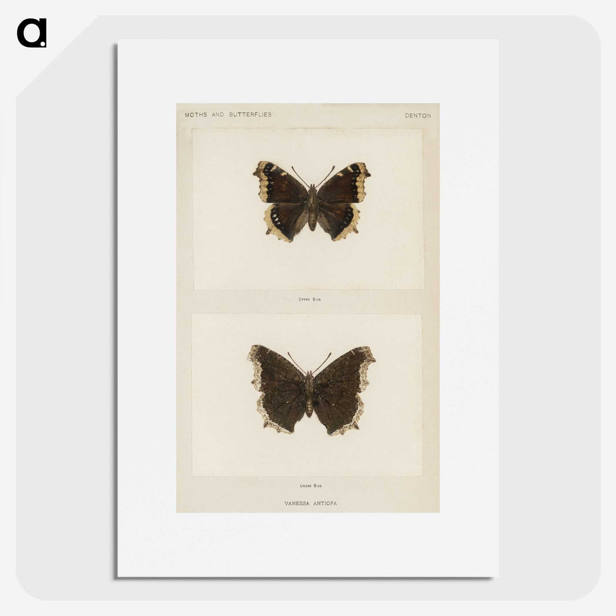 1-55_Moths-and-Butterflies-of-the-United-States_picture