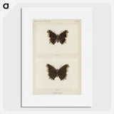 1-55_Moths-and-Butterflies-of-the-United-States_picture