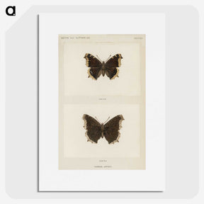 1-55_Moths-and-Butterflies-of-the-United-States_picture