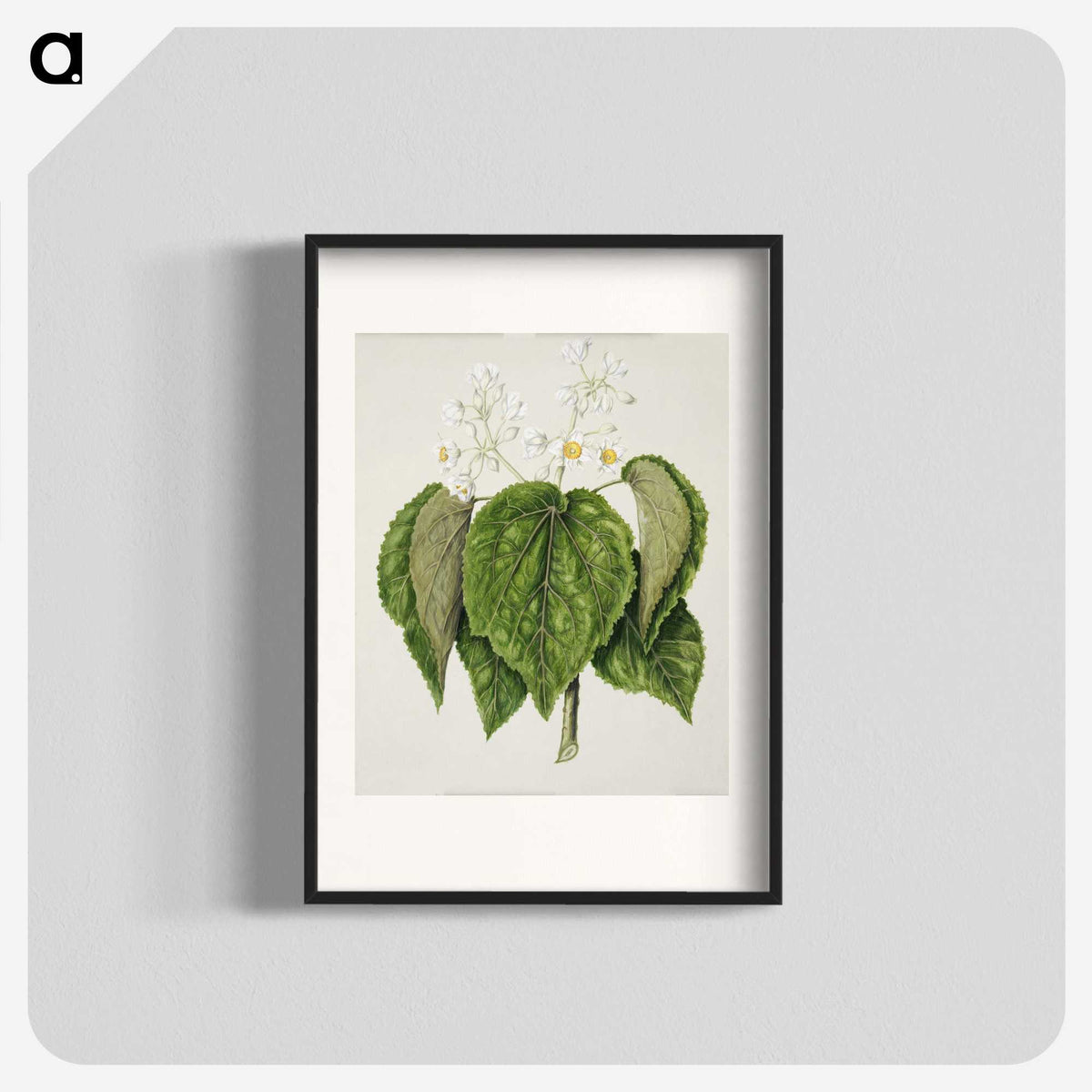 1-55_Native-Flowering-Plants-of-New-Zealand_blk