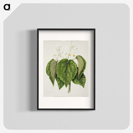 1-55_Native-Flowering-Plants-of-New-Zealand_blk