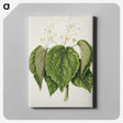 1-55_Native-Flowering-Plants-of-New-Zealand_canvas