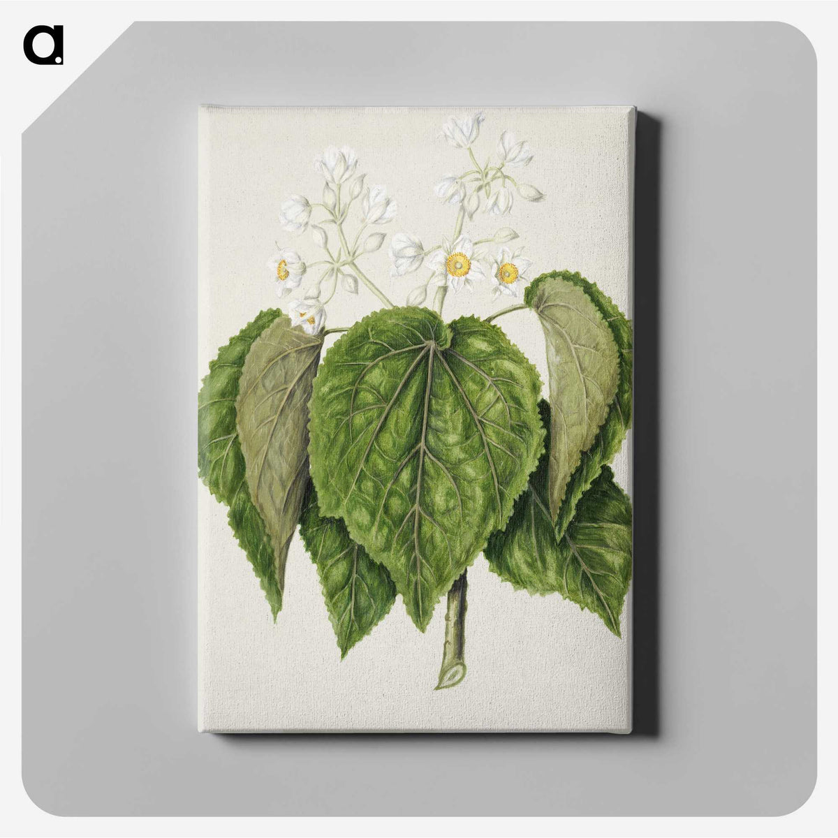 1-55_Native-Flowering-Plants-of-New-Zealand_canvas