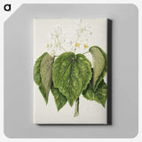 1-55_Native-Flowering-Plants-of-New-Zealand_canvas