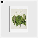 1-55_Native-Flowering-Plants-of-New-Zealand_hagaki