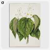 1-55_Native-Flowering-Plants-of-New-Zealand_picture-crop