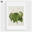 1-55_Native-Flowering-Plants-of-New-Zealand_picture