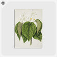 1-55_Native-Flowering-Plants-of-New-Zealand_postcard